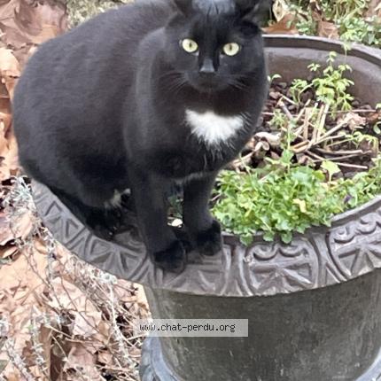 Photo 1/1 ISIS Chat lost in Yerres