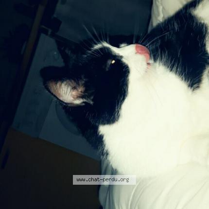 Photo 1/1 Titou Chat lost in Livron sur drome