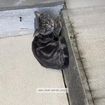 Photo 1/1 Found cat Found in Amiens