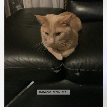 Photo 1/1 Cat reunited Lost in Tourcoing