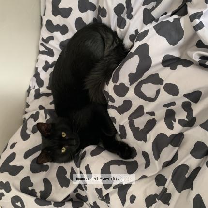 Photo 1/1 Zadig Chat lost in Ampuis