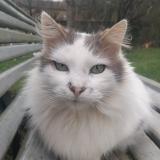 Picture of cat lost at 86000
