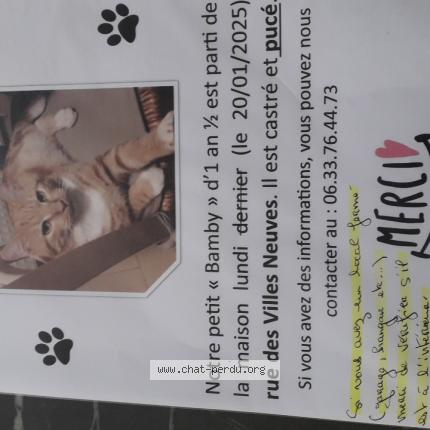 Photo 1/1 BAMBY Chat lost in Morieux lamballe armor