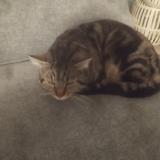 Picture of cat found at Vitrolles