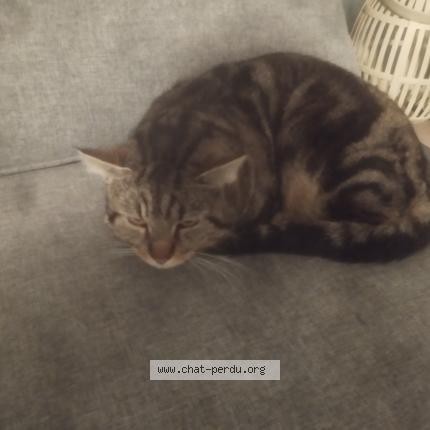 Photo 1/1 Cat reunited Found in Vitrolles