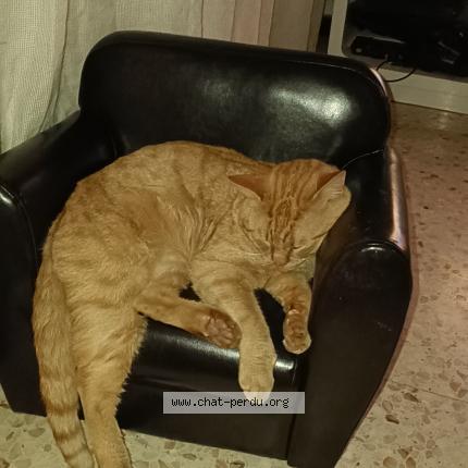 Photo 1/2 Simba Chat lost in Poussan