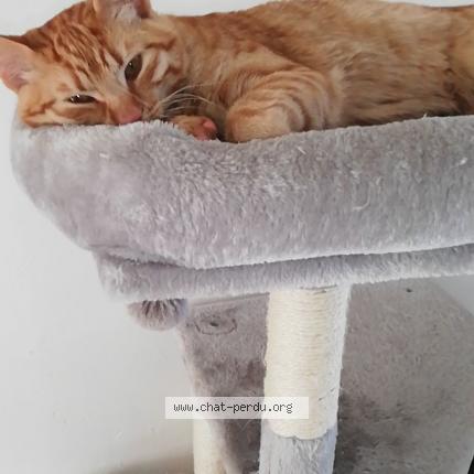 Photo 2/2 Simba Chat lost in Poussan