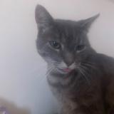 Picture of cat lost at Angerville La Campagne