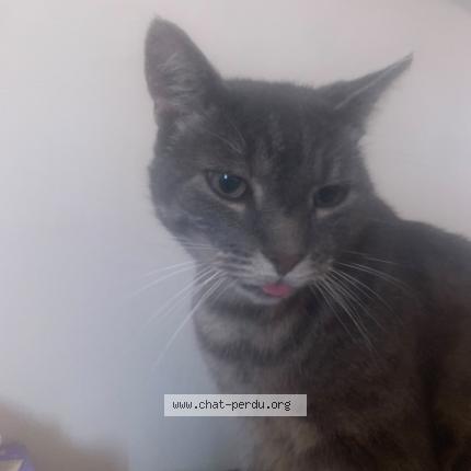 Photo 1/1 Grizi Chat lost in Angerville la campagne