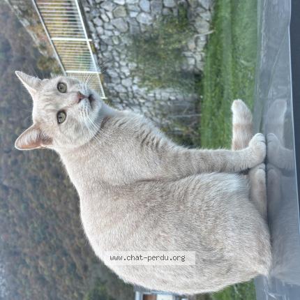 Photo 1/1 Ripouille Chat lost in Vouvry