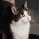 Picture of cat found at Lausanne