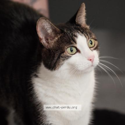 Photo 1/1 Found cat Found in Lausanne