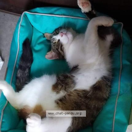 Photo 1/1 Newton Chat lost in Coutances