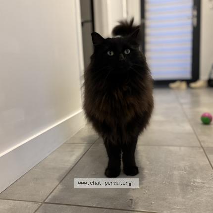 Photo 1/1 Daïko Chat lost in Landudec