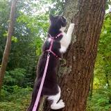 Picture of cat lost at Nantes