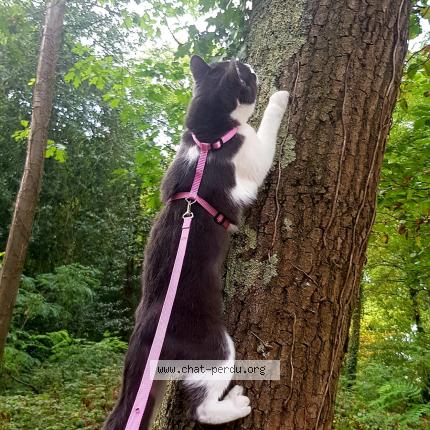 Photo 1/1 Mitoune Chat lost in Nantes