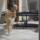 Popy