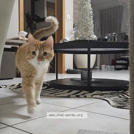 Foto 1/1 Wiedergefundene Katze Verloren in Muraz