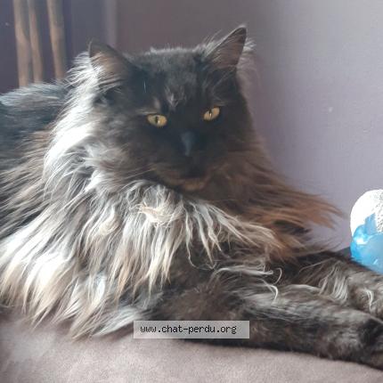 Photo 1/1 Loukoum Chat lost in Dinant