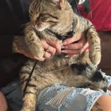 Picture of cat lost at Port De Bouc