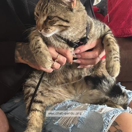 Photo 1/1 Cat reunited Lost in Port de bouc