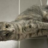 Picture of cat lost at Sainte Helene Du Lac