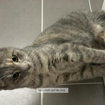 Photo 1/1 SIKA Chat lost in Sainte helene du lac