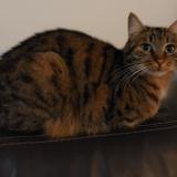 Picture of cat lost at Montlignon