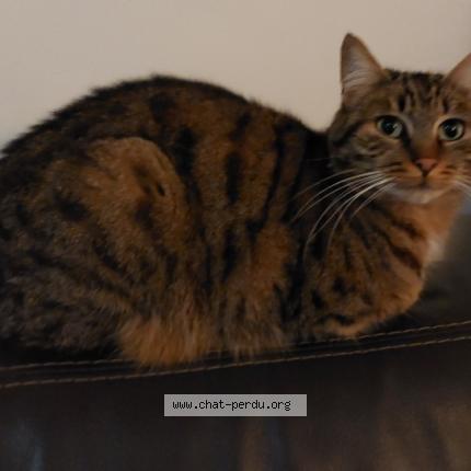 Photo 1/1 Tiki Chat lost in Montlignon