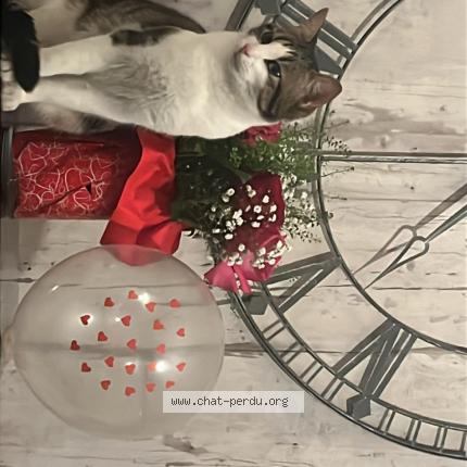 Photo 1/1 luv Chat lost in Lille