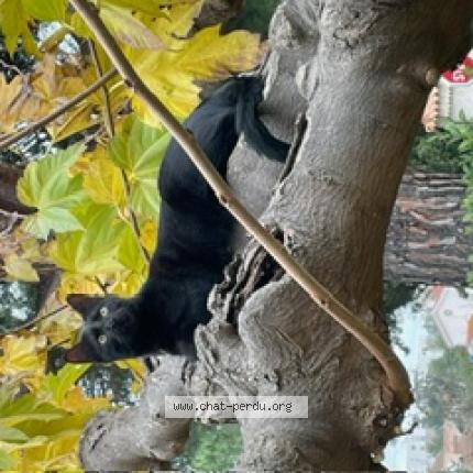 Photo 1/1 VIP Chat lost in La garde