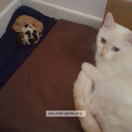 Photo 1/1 Moumoune Chat lost in Floure