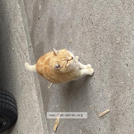 Photo 1/1 Found cat Found in Les hopitaux vieux
