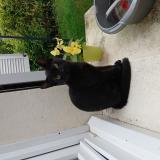 Picture of cat lost at Flixecourt