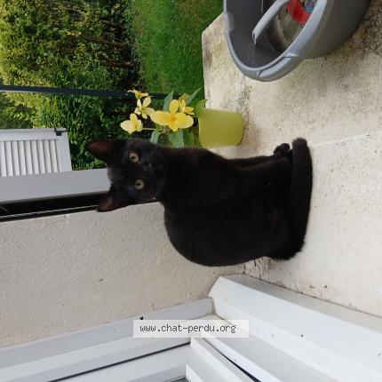 Photo 1/1 Shadow Chat lost in Flixecourt