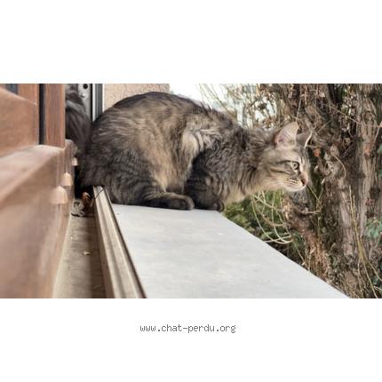 Photo 1/1 abu Chat lost in Saint louis