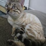 Picture of cat lost at Claira