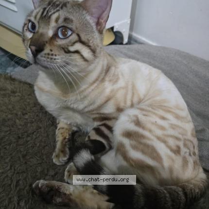 Photo 1/1 Floky Chat lost in Claira