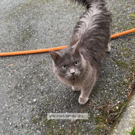 Photo 1/1 Found cat Found in Saint eustache la foret