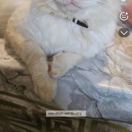 Photo 1/1 Blanco Chat lost in Marsas