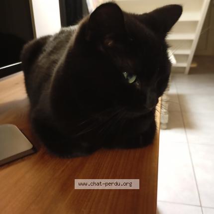 Photo 1/1 Chloé Chat lost in Vaureal