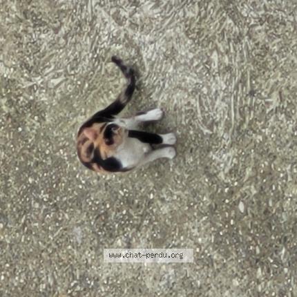 Photo 1/1 Cat reunited Found in St etienne