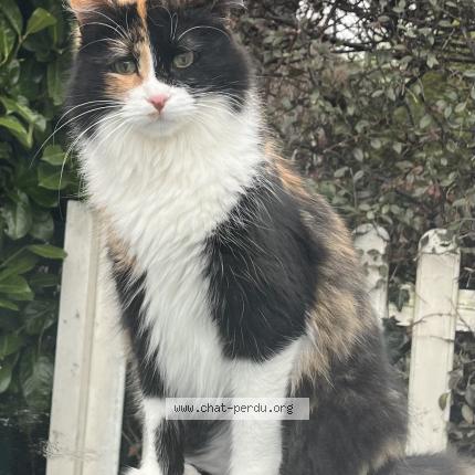 Photo 1/1 Hana Chat lost in Groslay