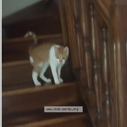 Photo 1/1 TIKY Chat lost in Nice