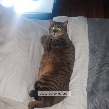 Foto 1/1 Kat teruggevonden Vermist in Kampenhout