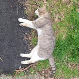 Picture of cat found at Saint Priest