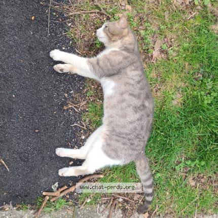 Photo 1/1 Found cat Found in Saint priest