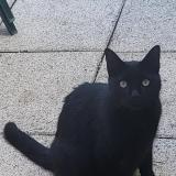 Picture of cat lost at Granges La Ville