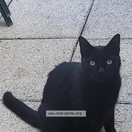 Photo 1/1 Sheytan Chat lost in Granges la ville