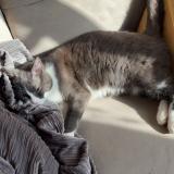 Picture of cat lost at Prahecq